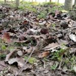 Romantic bengali poem/ঝরা পাতার উত্তর/ কিশোর মজুমদার